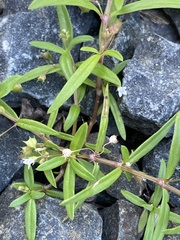 Oldenlandia corymbosa