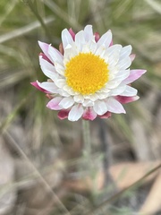 Leucochrysum albicans