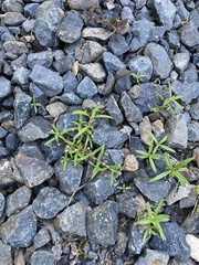 Oldenlandia corymbosa