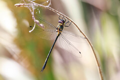 Micromidia atrifrons
