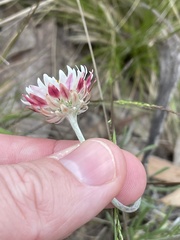 Leucochrysum albicans