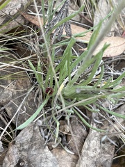Leucochrysum albicans