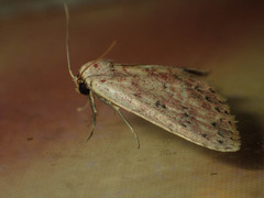 Hyposada serendipitatis
