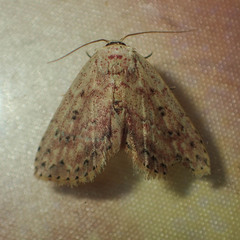 Hyposada serendipitatis