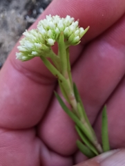 Crassula subulata