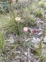 Leucochrysum albicans