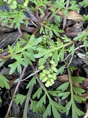 Lepidium didymum