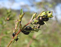 Chrysolina hyperici