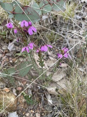 Tetratheca bauerifolia