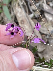 Tetratheca bauerifolia