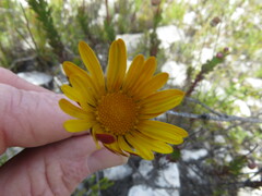 Ursinia dentata