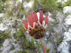 Ursinia dentata