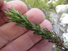 Ursinia dentata