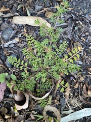 Lepidium didymum