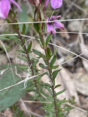 Tetratheca bauerifolia