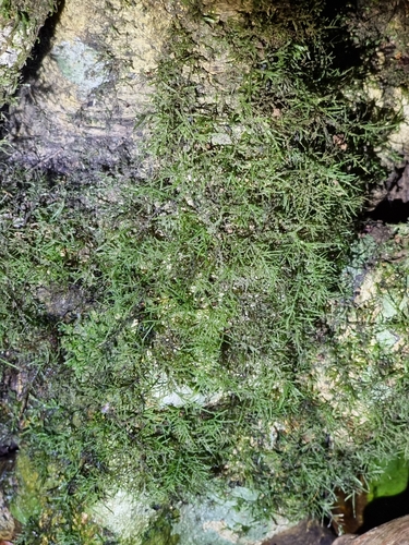 Feather Mound-moss (Camptochaete excavata)