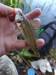 Gymnocephalus cernua