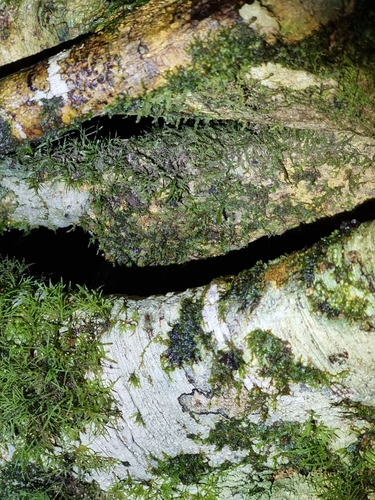 Image of Camptochaete excavata by (c) Martin Rady, some rights reserved (CC BY)