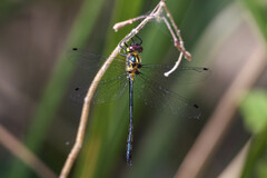 Micromidia atrifrons