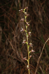 Prasophyllum odoratum