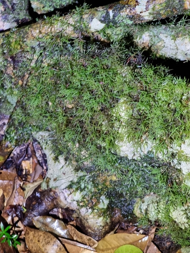 Image of Camptochaete excavata by (c) Martin Rady, some rights reserved (CC BY)