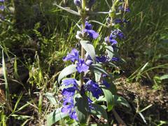 Ajuga australis