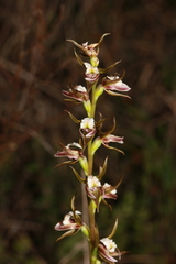 Prasophyllum odoratum