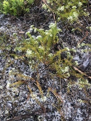 Platysace ericoides
