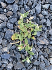 Gomphrena celosioides