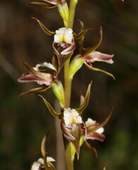 Prasophyllum odoratum