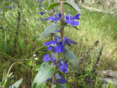 Ajuga australis
