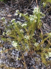 Platysace ericoides