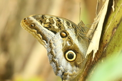 Caligo idomeneus