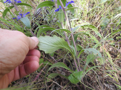 Ajuga australis