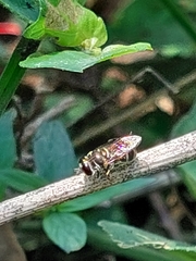 Platycheirus trichopus