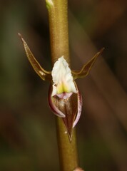 Prasophyllum odoratum