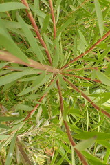Leucadendron eucalyptifolium