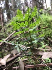 Polystichum proliferum