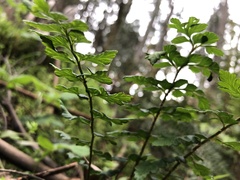 Polystichum proliferum