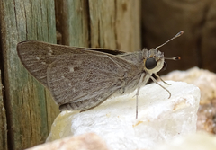Gegenes pumilio gambica