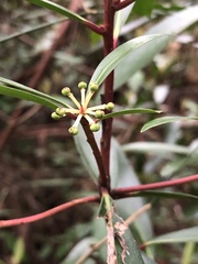Tasmannia lanceolata