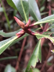 Tasmannia lanceolata