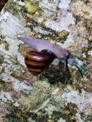 Sphaerospira fraseri