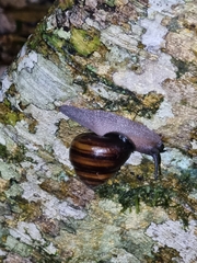 Sphaerospira fraseri