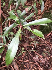Tasmannia lanceolata
