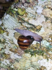 Sphaerospira fraseri