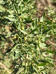 Adenocarpus hispanicus