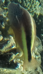 Paracirrhites forsteri