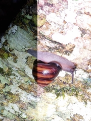 Sphaerospira fraseri