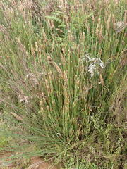 Elegia fistulosa